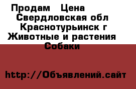 Продам › Цена ­ 3 500 - Свердловская обл., Краснотурьинск г. Животные и растения » Собаки   